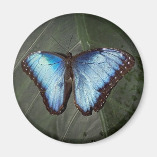 Imã Ímã azul da borboleta de Morpho