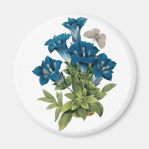 Imã Ímã azul da flor de Redoute