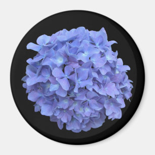 Imã Ímã azul da flor do Hydrangea