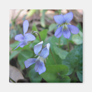 Imã Ímã azul das violetas