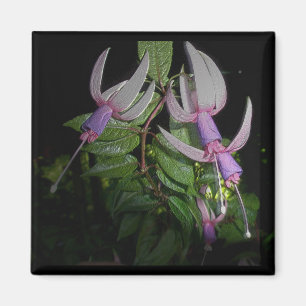Imã Ímã azul de Fushia