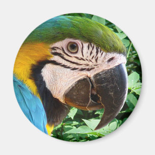 Imã Ímã azul do papagaio do Macaw