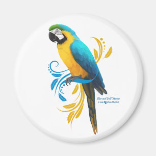 Imã Ímã azul e Dourado do Macaw