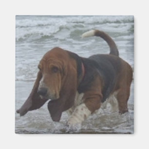 Imã Ímã Basset Hound pelo mar