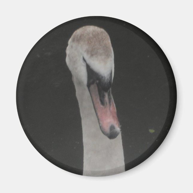 Imã Ímã Bebê Cisne Face (Frente)