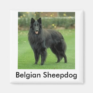 Imã Ímã belga do Sheepdog