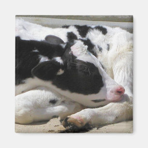 Imã Ímã, bezerra, fotografia da vaca do bebê