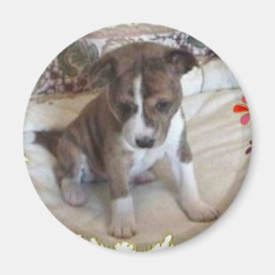 Imã Ímã bonito bastante do filhote de cachorro de