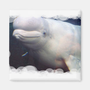 Imã Ímã bonito da baleia da beluga