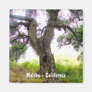 Imã Ímã bonito de Malibu!