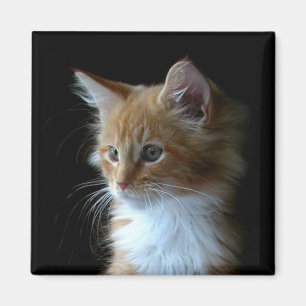Imã Ímã bonito do gatinho do racum de Maine