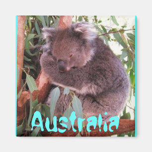 Imã Ímã bonito engraçado de Austrália do urso de k