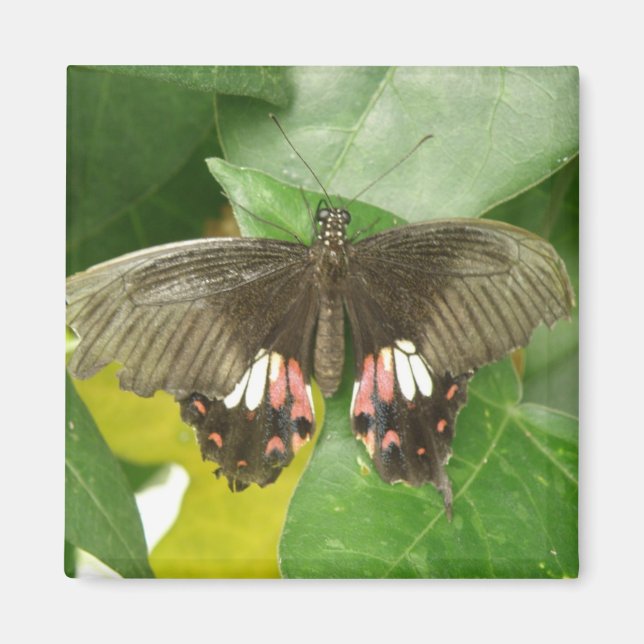 Imã Ímã-borboleta-do-diafragma (Frente)