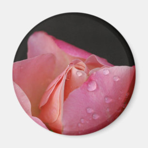 Imã Ímã - botão do rosa do rosa