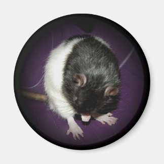 Imã Ímã-branca-rato