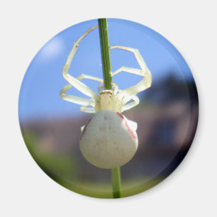 Imã Ímã branco da aranha do caranguejo