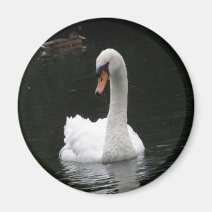 Imã Ímã branco da cisne