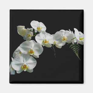 Imã Ímã branco da orquídea