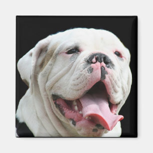 Imã Ímã branco do buldogue