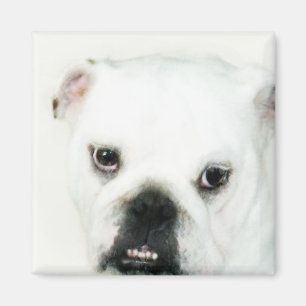 Imã Ímã branco do buldogue