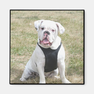 Imã Ímã branco do buldogue