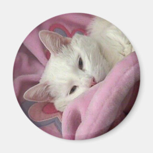 Imã Ímã branco do gato