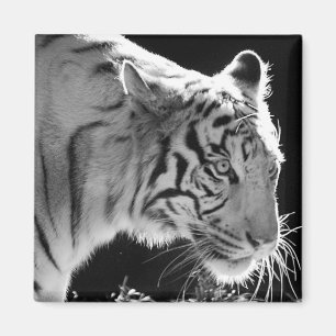 Imã Ímã branco do tigre