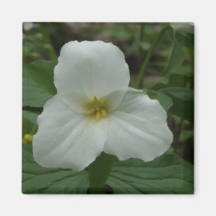 Imã Ímã branco do Trillium