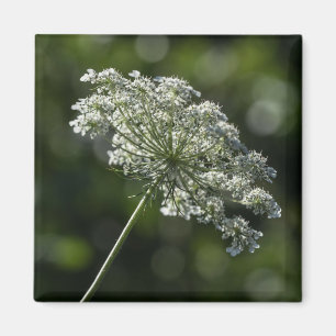 Imã Ímã branco do Wildflower do laço da rainha Anne