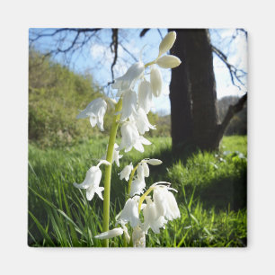 Imã Ímã branco dos Bluebells