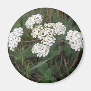Imã Ímã branco dos Wildflowers