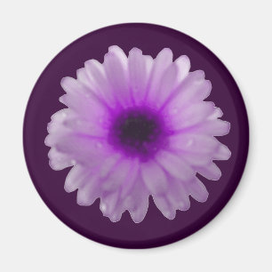 Imã Ímã branco e roxo do cravo-de-defunto
