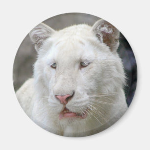 Imã Ímã branco raro do tigre