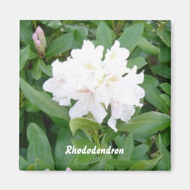 Imã ímã branco Rhododendron (Frente)