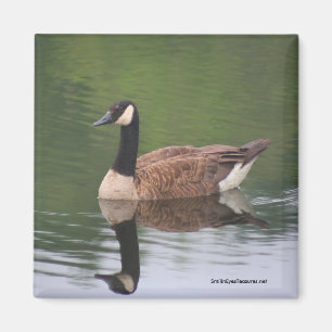 Imã Ímã canadense da foto da natureza das reflexões