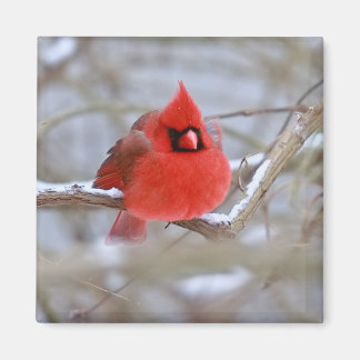 Imã Ímã_Cardinal
