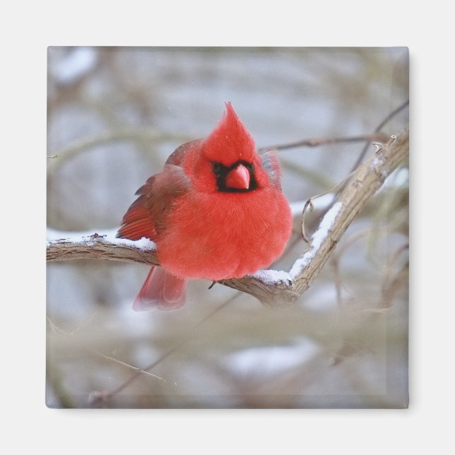 Imã Ímã_Cardinal (Frente)