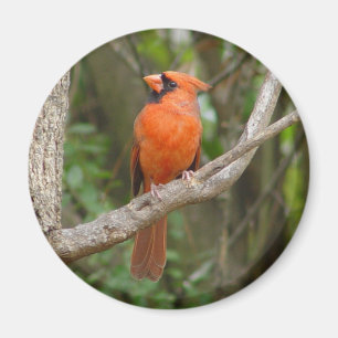 Imã Ímã cardinal do norte bonito do pássaro