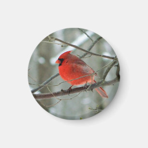 Imã Ímã cardinal vermelho animador