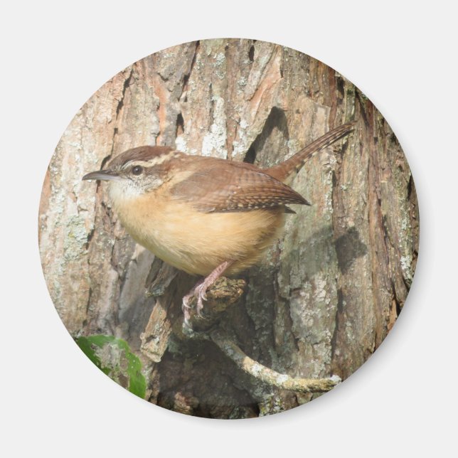 Imã ímã Carolina Wren (Frente)
