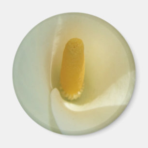 Imã Ímã Center de Lilly