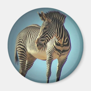 Imã Ímã circular da zebra