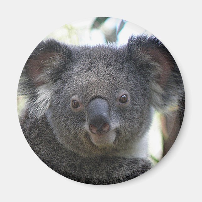 Imã Ímã Coala Austrália Foto ZIZZAGO (Frente)