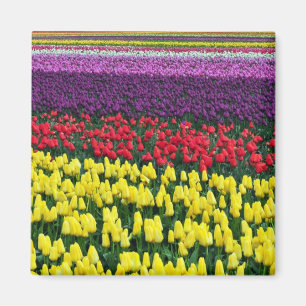 Imã Ímã colorido das tulipas do primavera