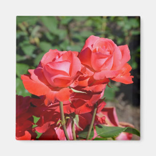 Imã Ímã com estampa de rosas cor-de-rosa