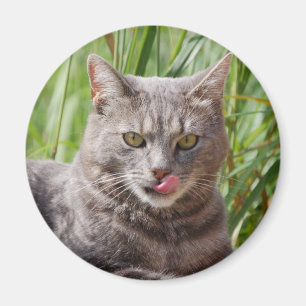 Imã Ímã com fome do gato