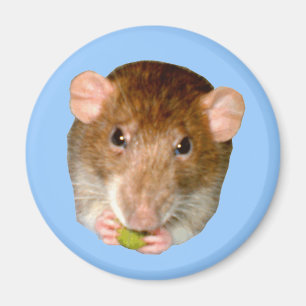 Imã Ímã com fome do rato