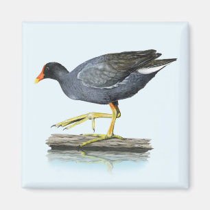 Imã Ímã comum de Gallinule (galinha-d'água)