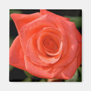 Imã Ímã cor-de-rosa