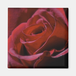 Imã Ímã cor-de-rosa